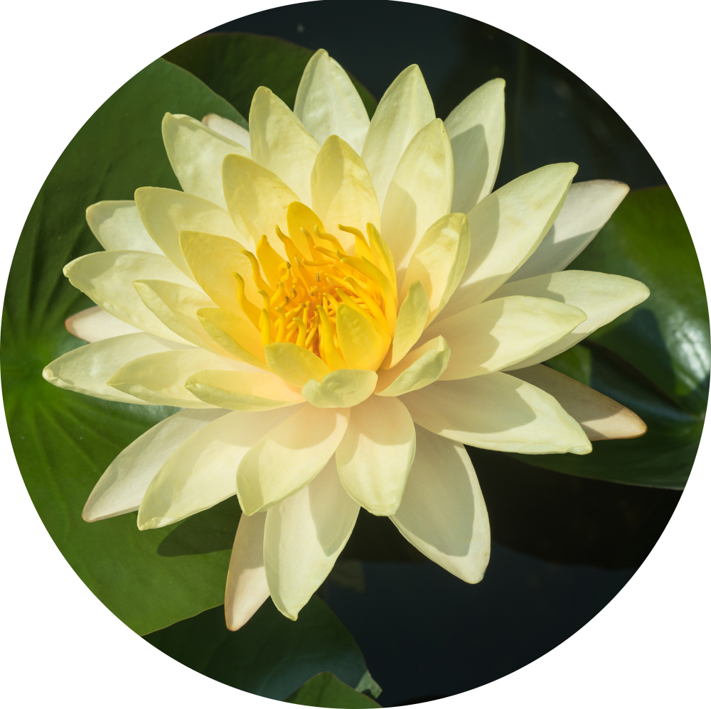 HydrOasis™ Yellow Hardy Water Lily