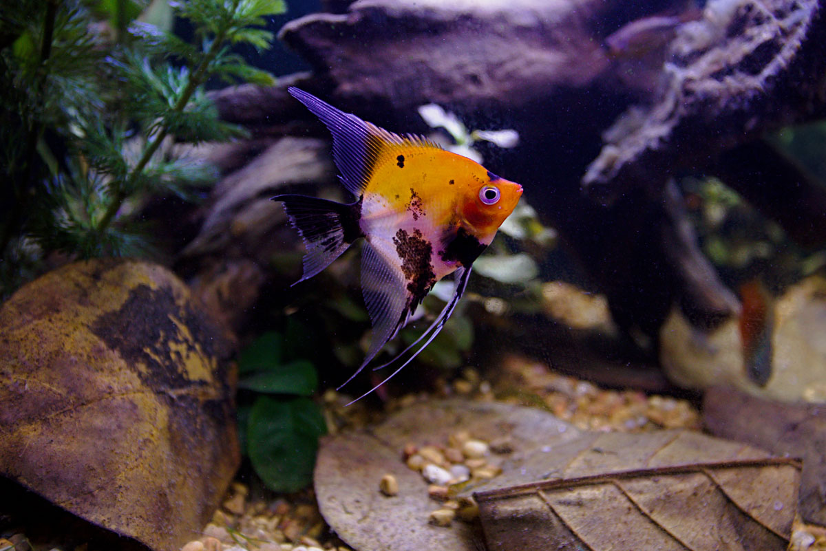 ReptiFauna™ Catappa Leaves in aquarium with fish