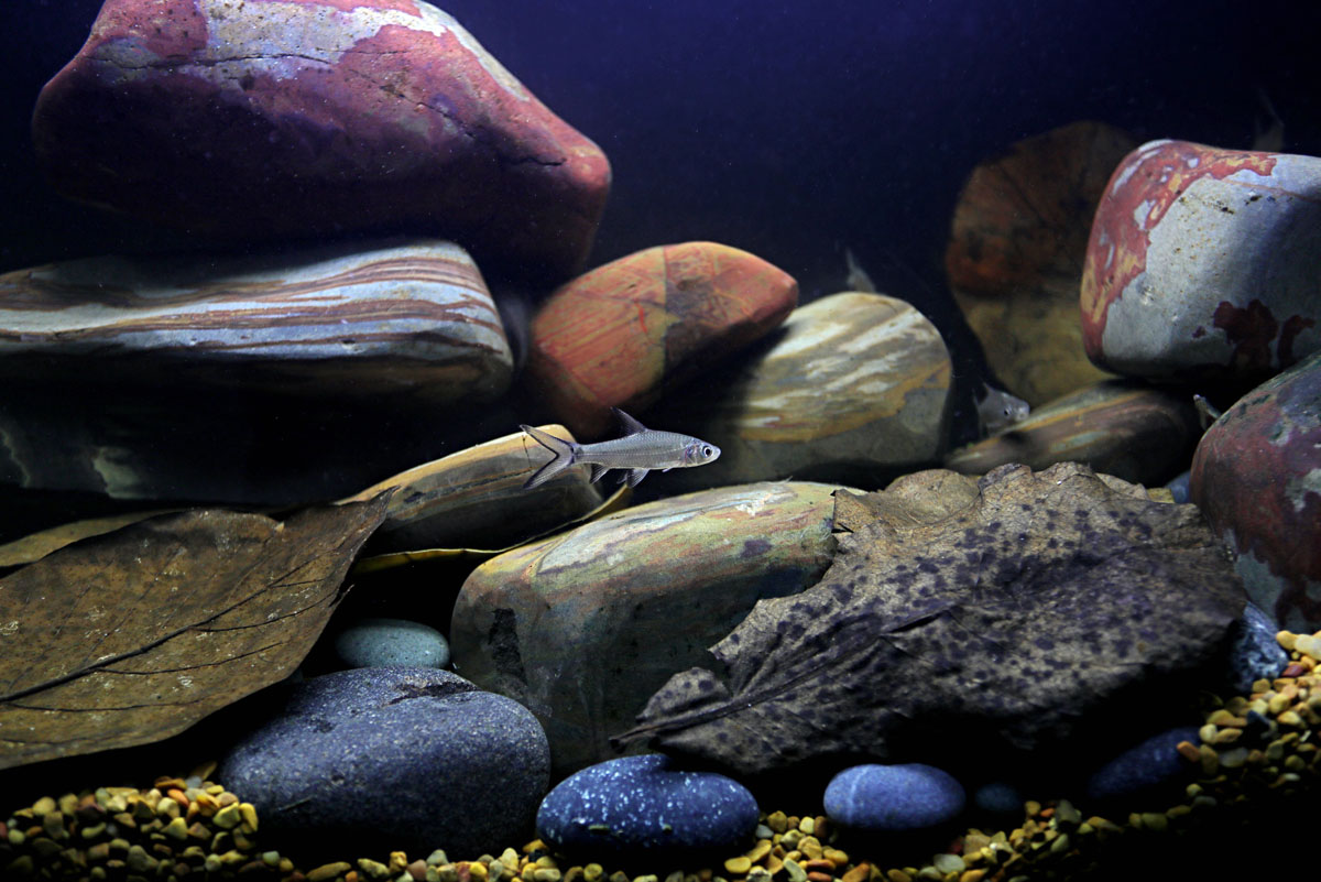 ReptiFauna™ Catappa Leaves in aquarium with fish