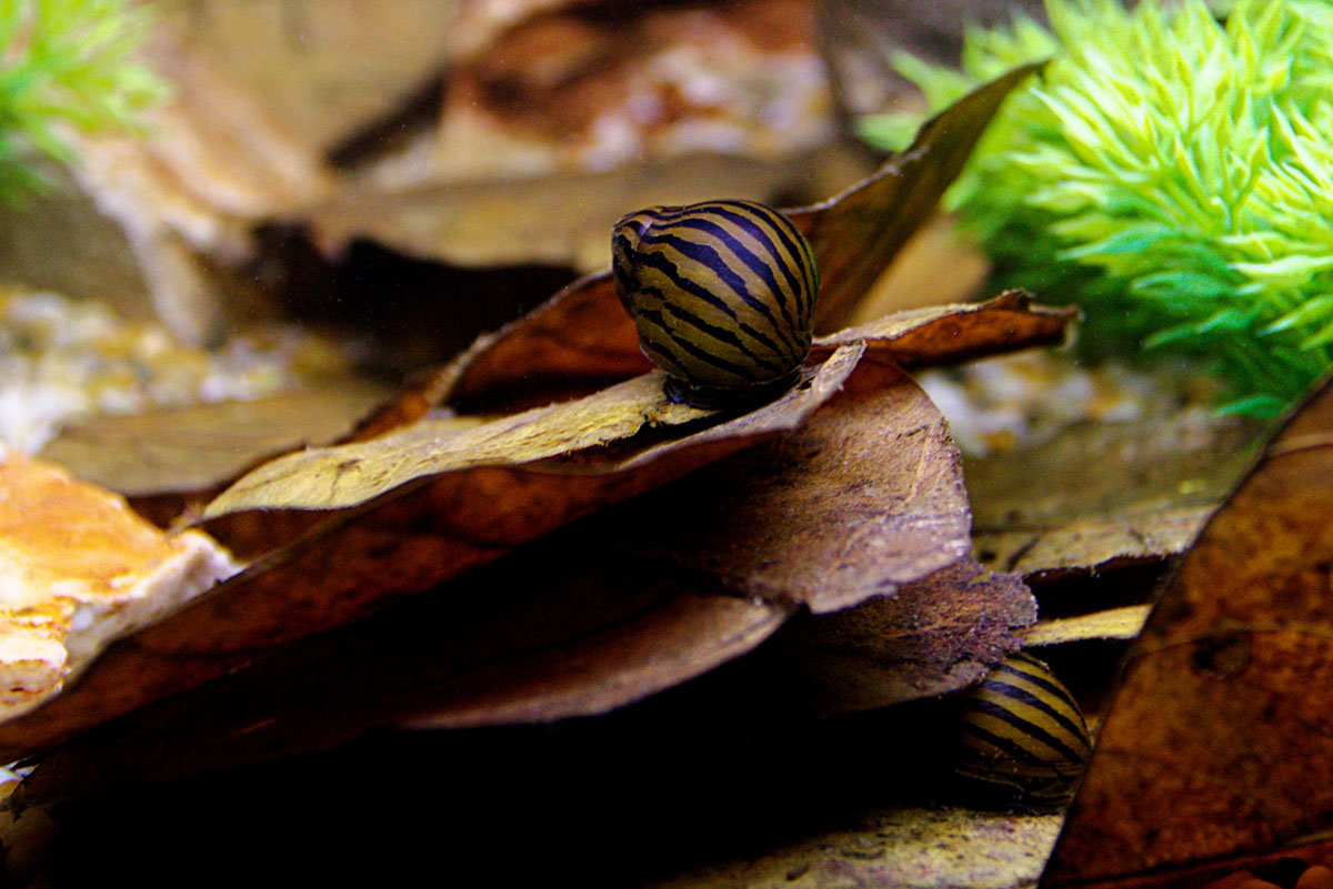 ReptiFauna™ Catappa Leaves in aquarium with fish