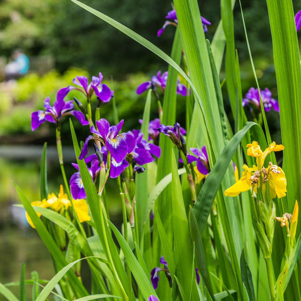 HydrOasis™ Assorted Iris