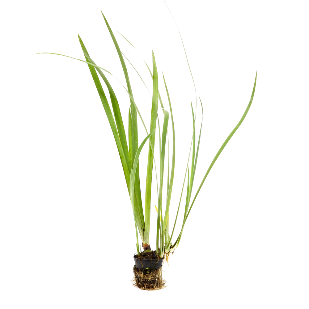 HydrOasis™ Assorted Iris