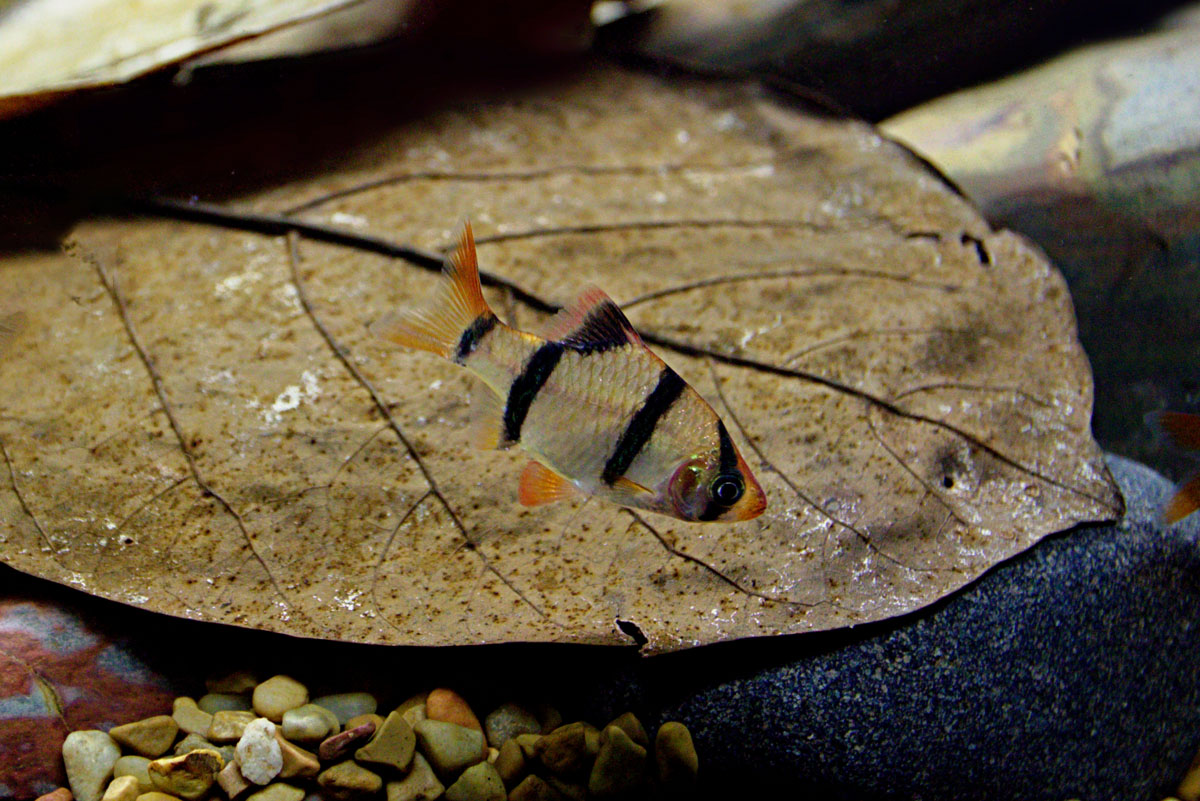 ReptiFauna™ Jack Leaves in aquarium with fish