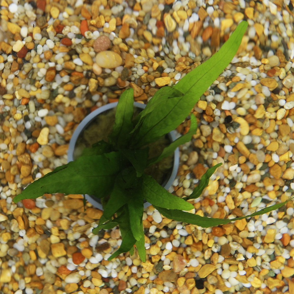 HydrOasis™ Aquatic Plants Java Fern