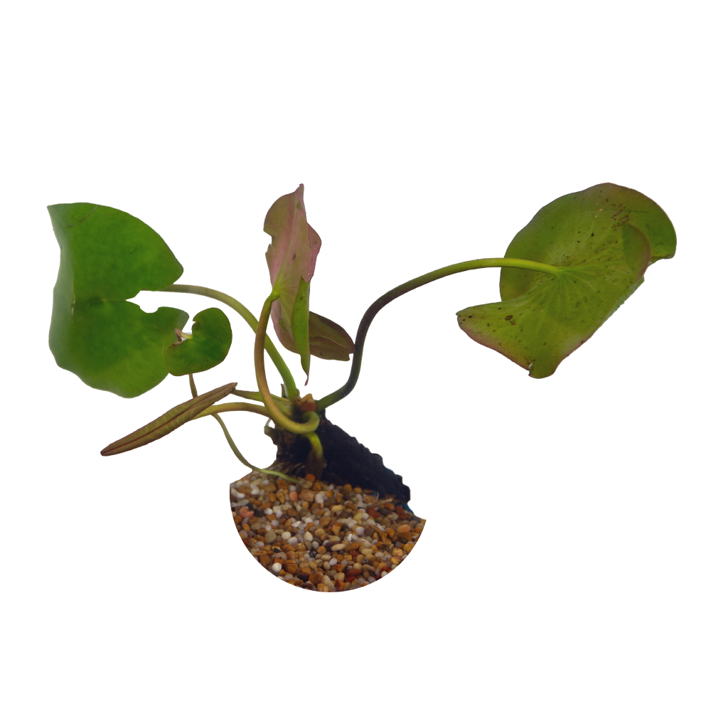 HydrOasis™ Yellow Hardy Water Lily small size