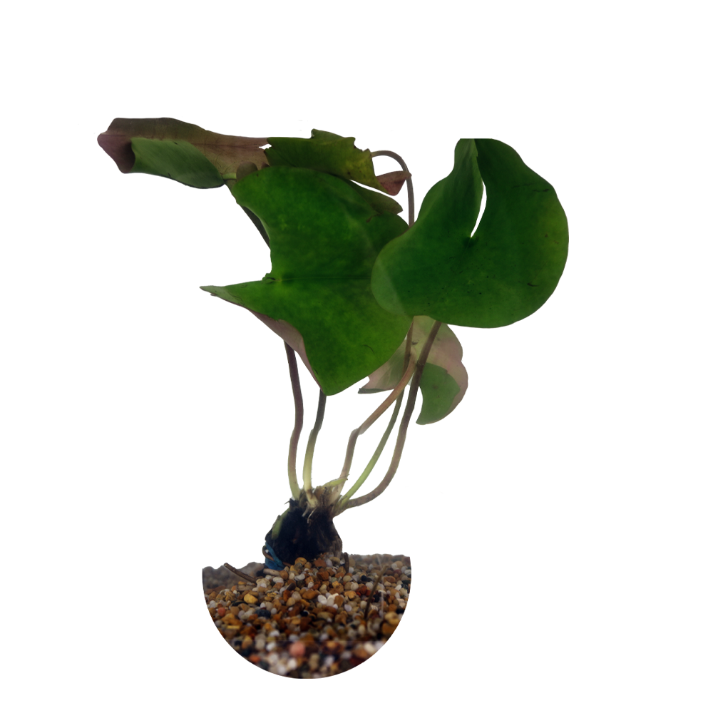 HydrOasis™ Yellow Hardy Water Lily medium size