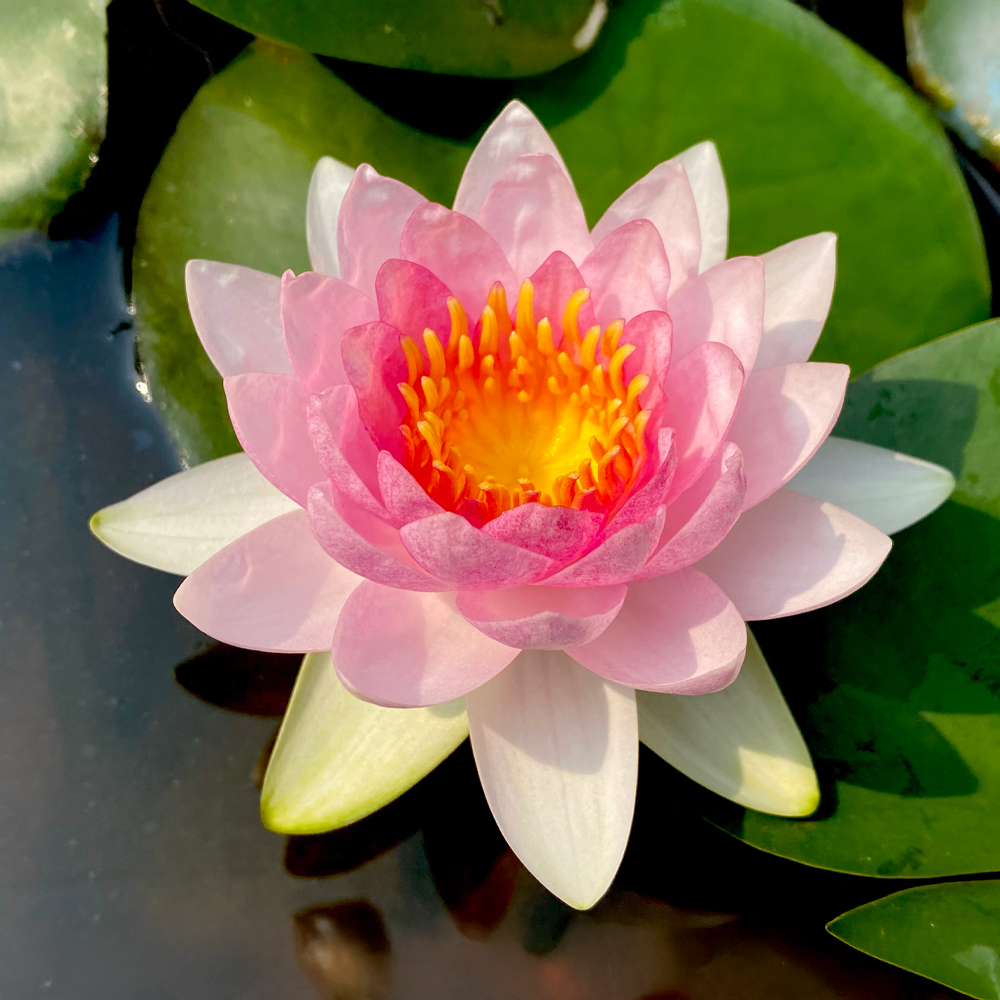 HydrOasis™ Pink Hardy Water Lily flower