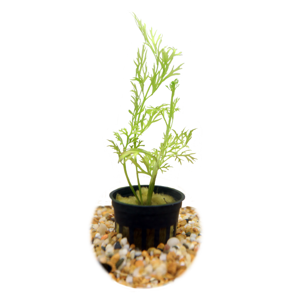 HydrOasis™ Aquatic Plants Water Sprite