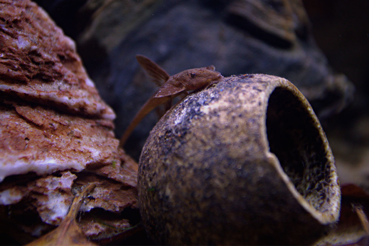 ReptiFauna™ Wood Apple pod in aquarium with Red Loricarid on top