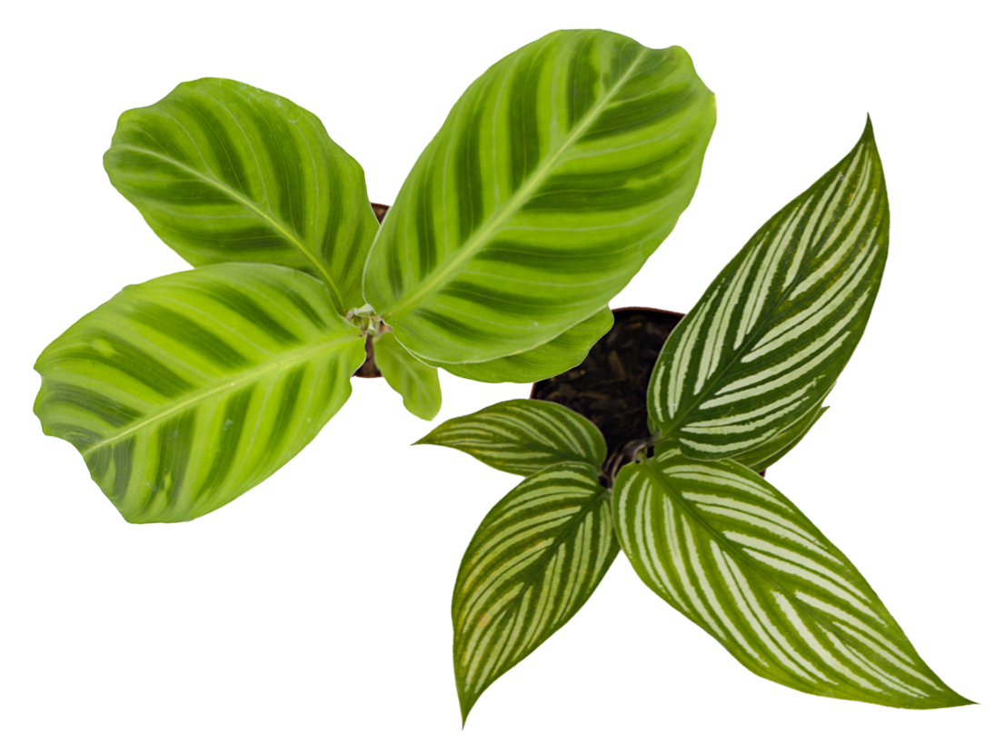 ReptiFauna™ Calathea