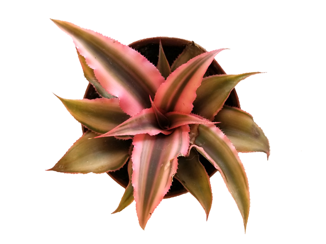 ReptiFauna™ Cryptanthus