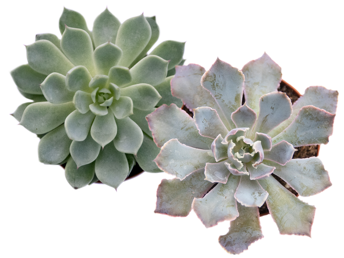 ReptiFauna™ Echeveria