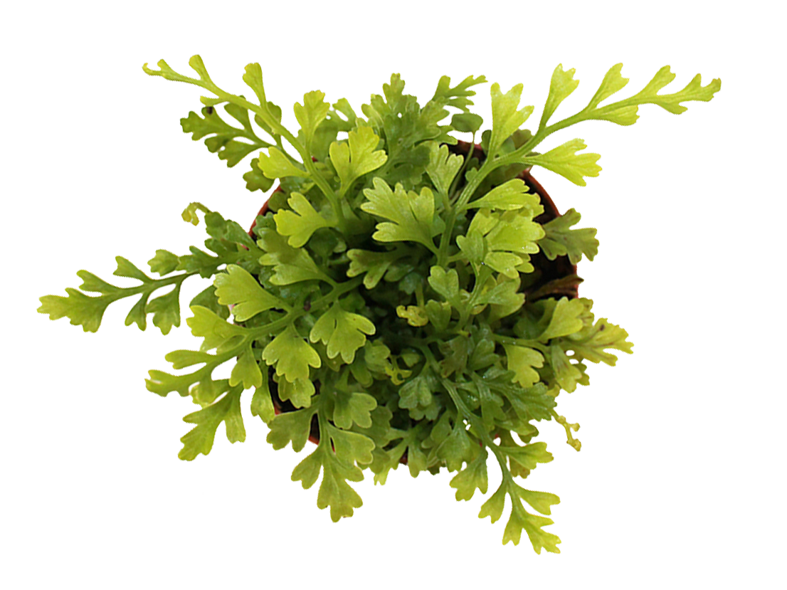 ReptiFauna™ Fern Mix