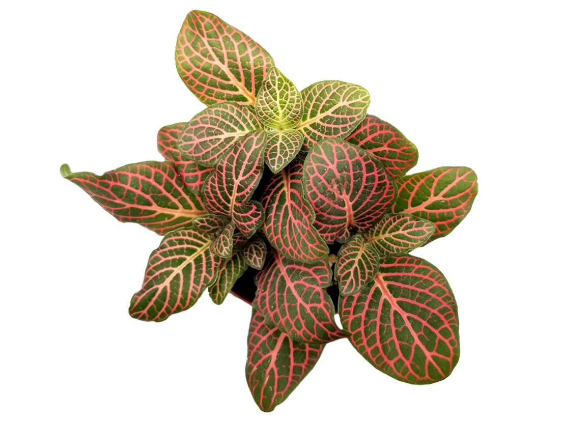 Pink Fittonia