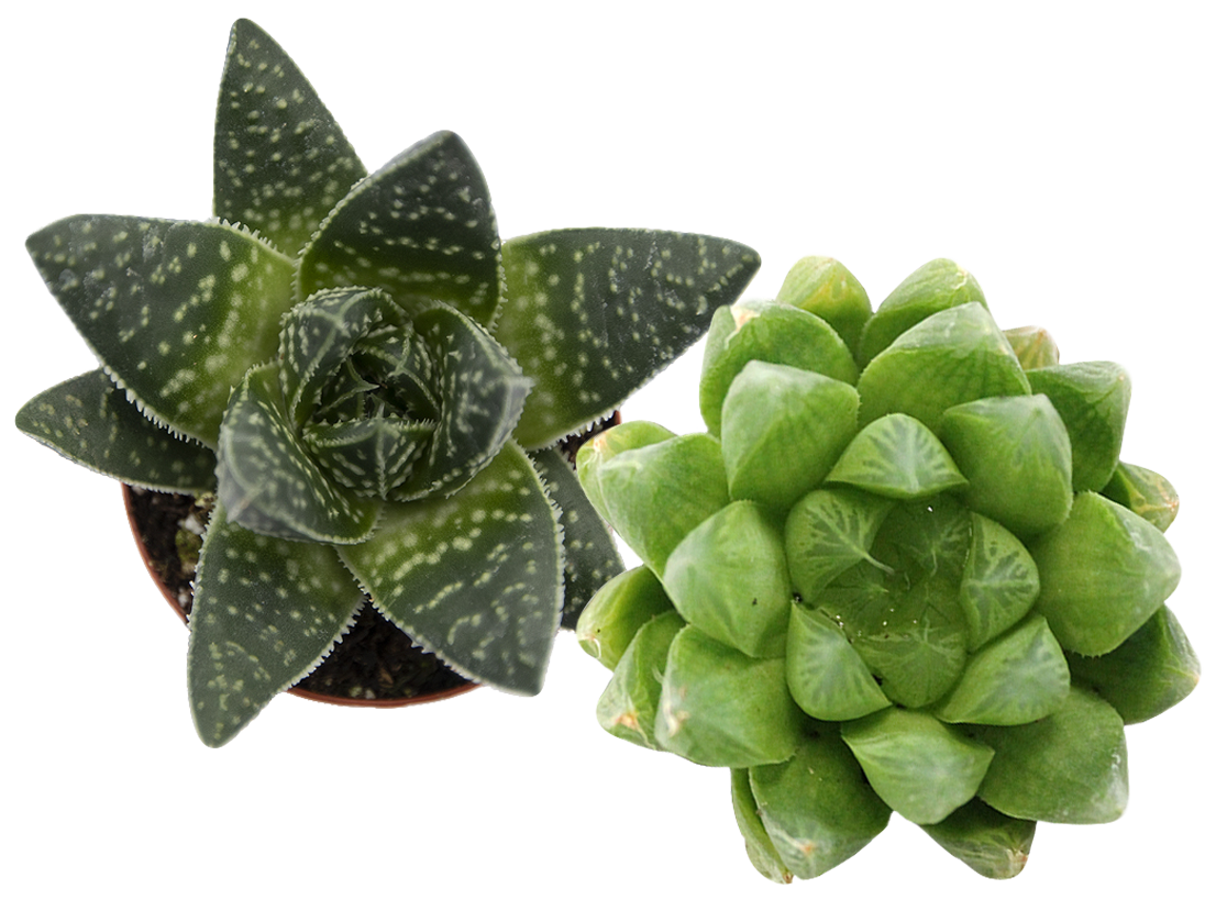 ReptiFauna™ Haworthia