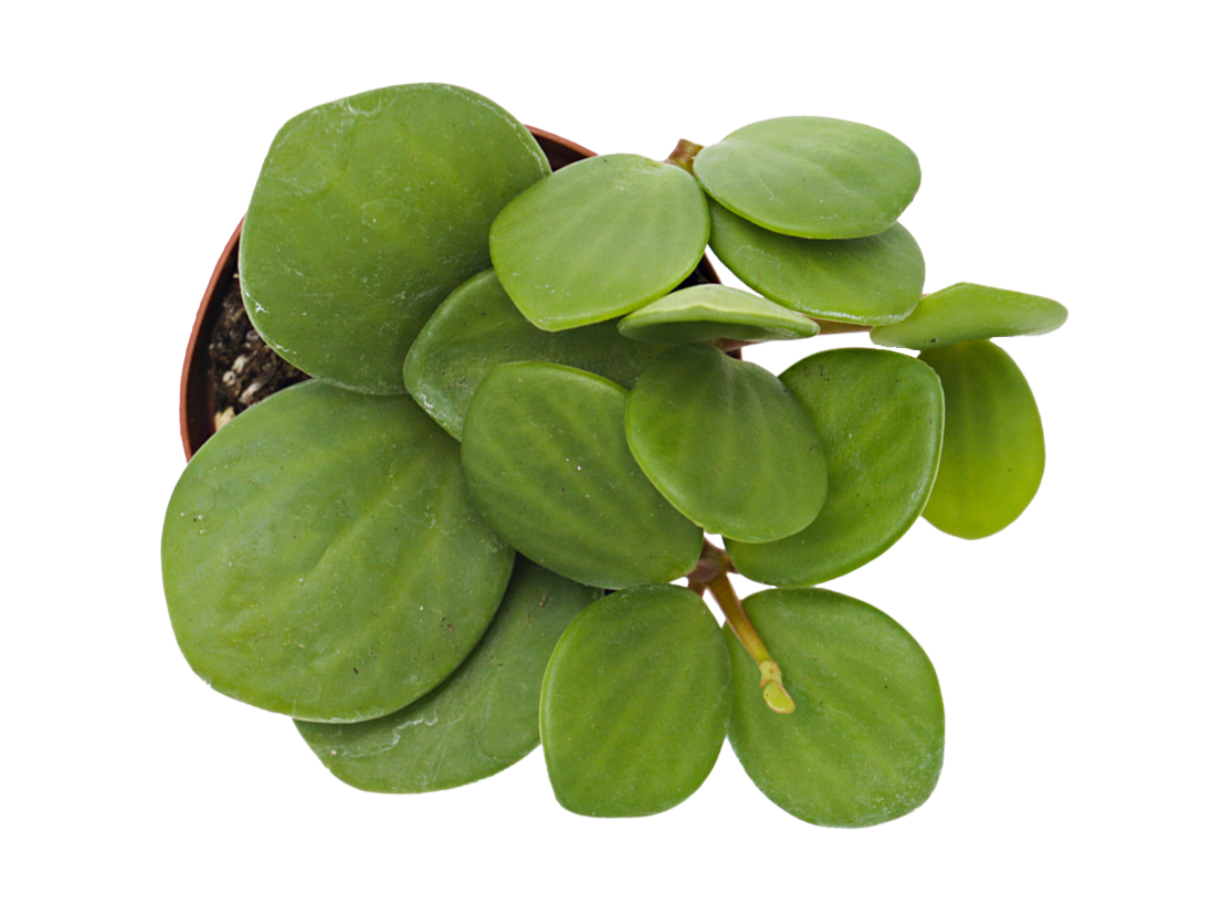 ReptiFauna™ Pilea