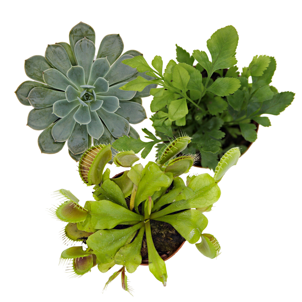 ReptiFauna™ Bioactive Plants, Venus Fly Trap, Echeveria, Fern 