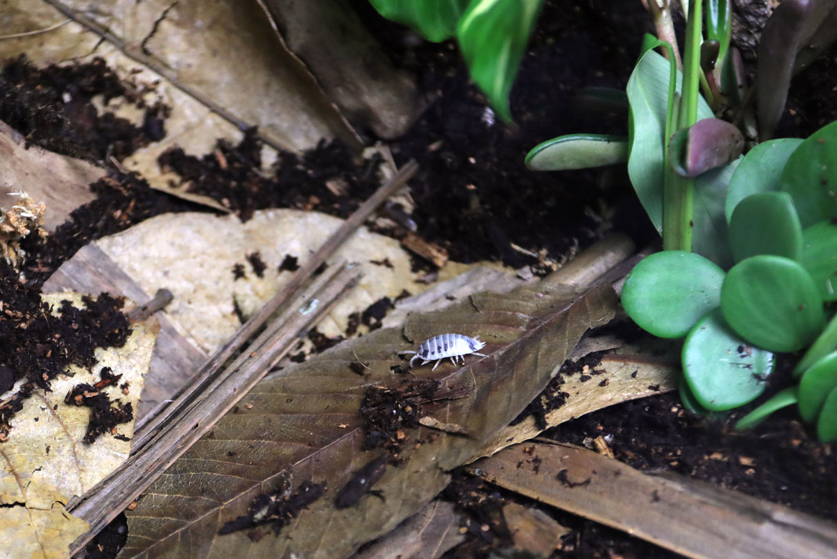 ReptiFauna™ Bioactive Plants in reptile terrarium, Jackson Chameleon