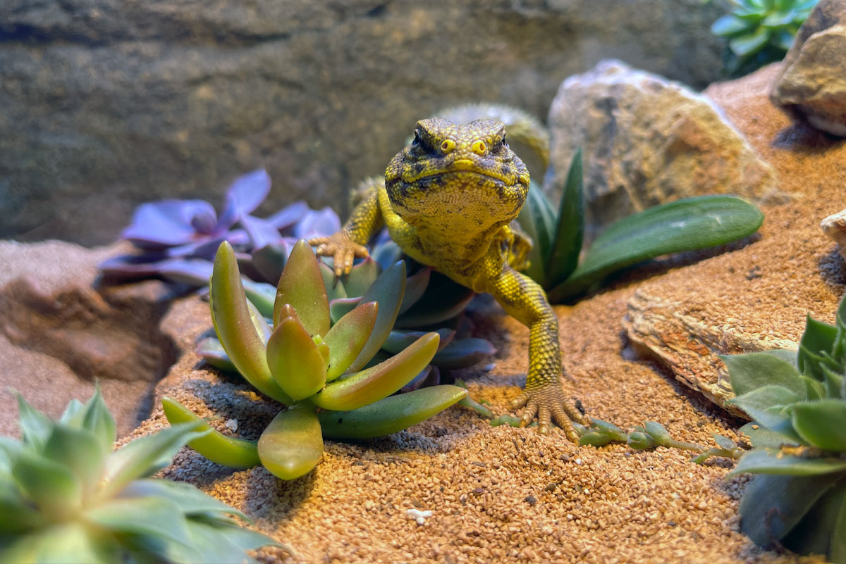 ReptiFauna™ Bioactive Plants in reptile terrarium, Uromastyx