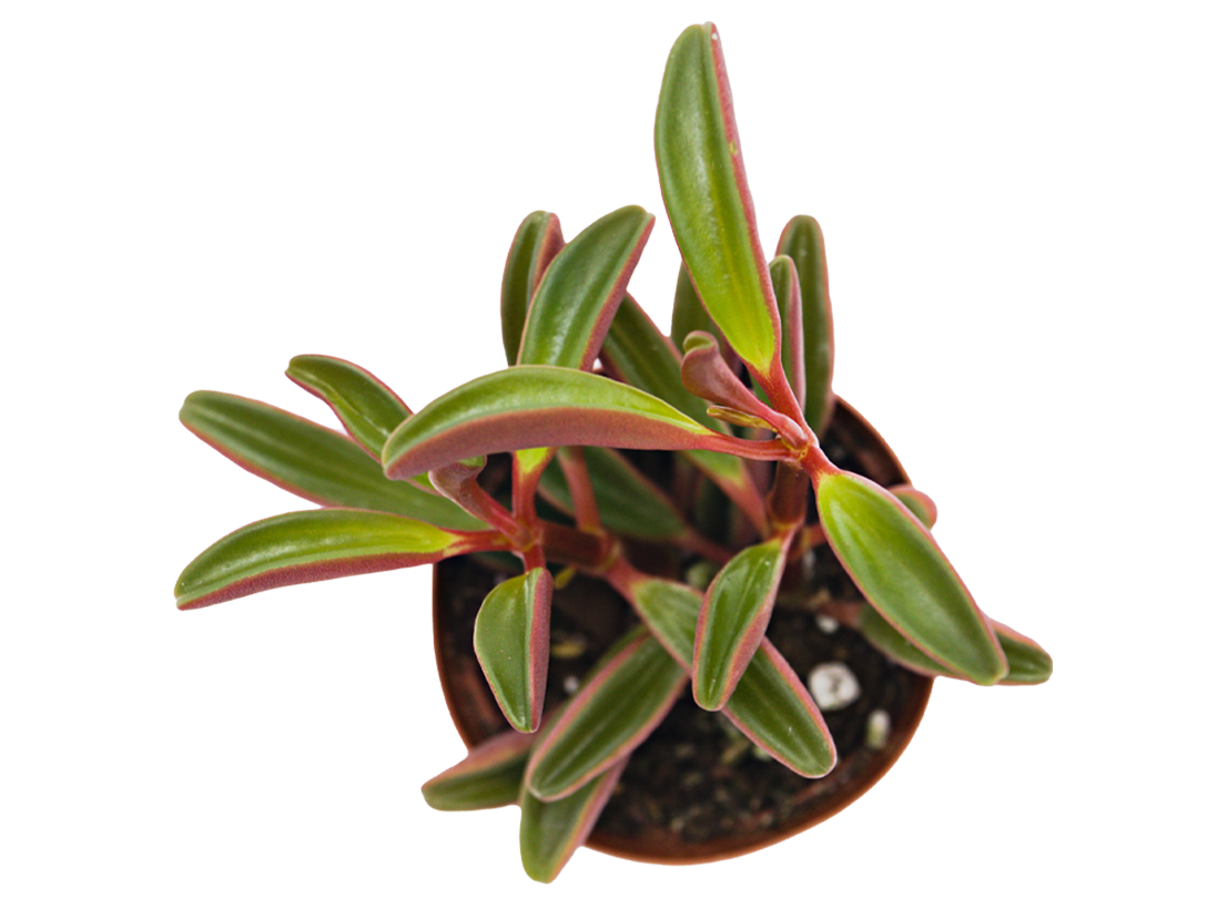 ReptiFauna™ Ruby Peperomia