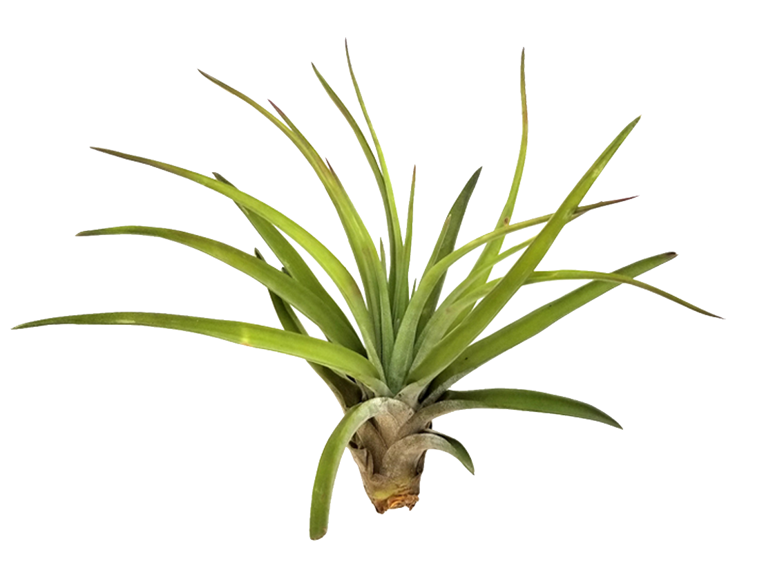 ReptiFauna™ Tillandsia