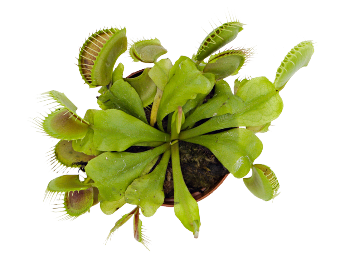 ReptiFauna™ Venus Fly Trap