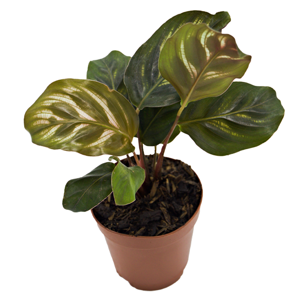ReptiFauna Assorted Calathea
