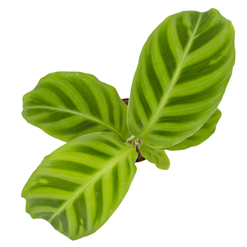 ReptiFauna Assorted Calathea