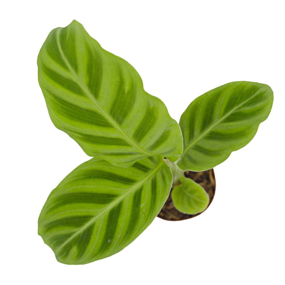 ReptiFauna Assorted Calathea