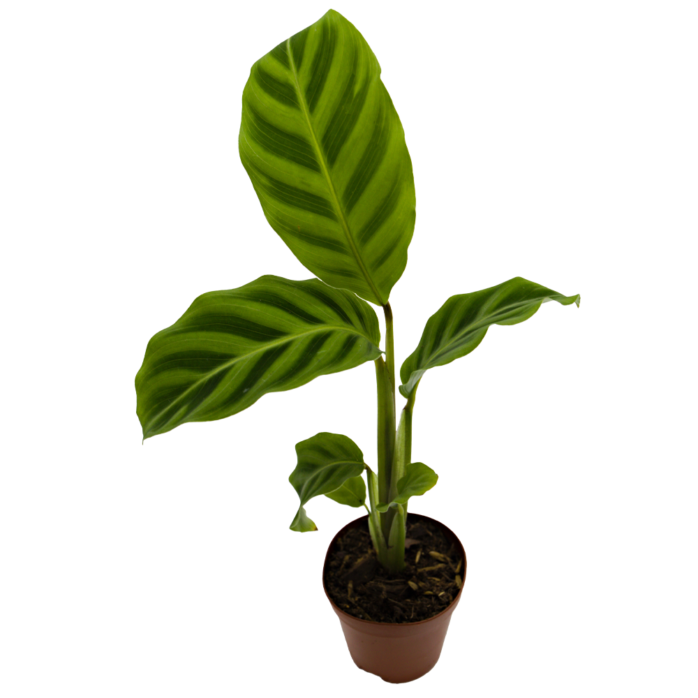 ReptiFauna Assorted Calathea