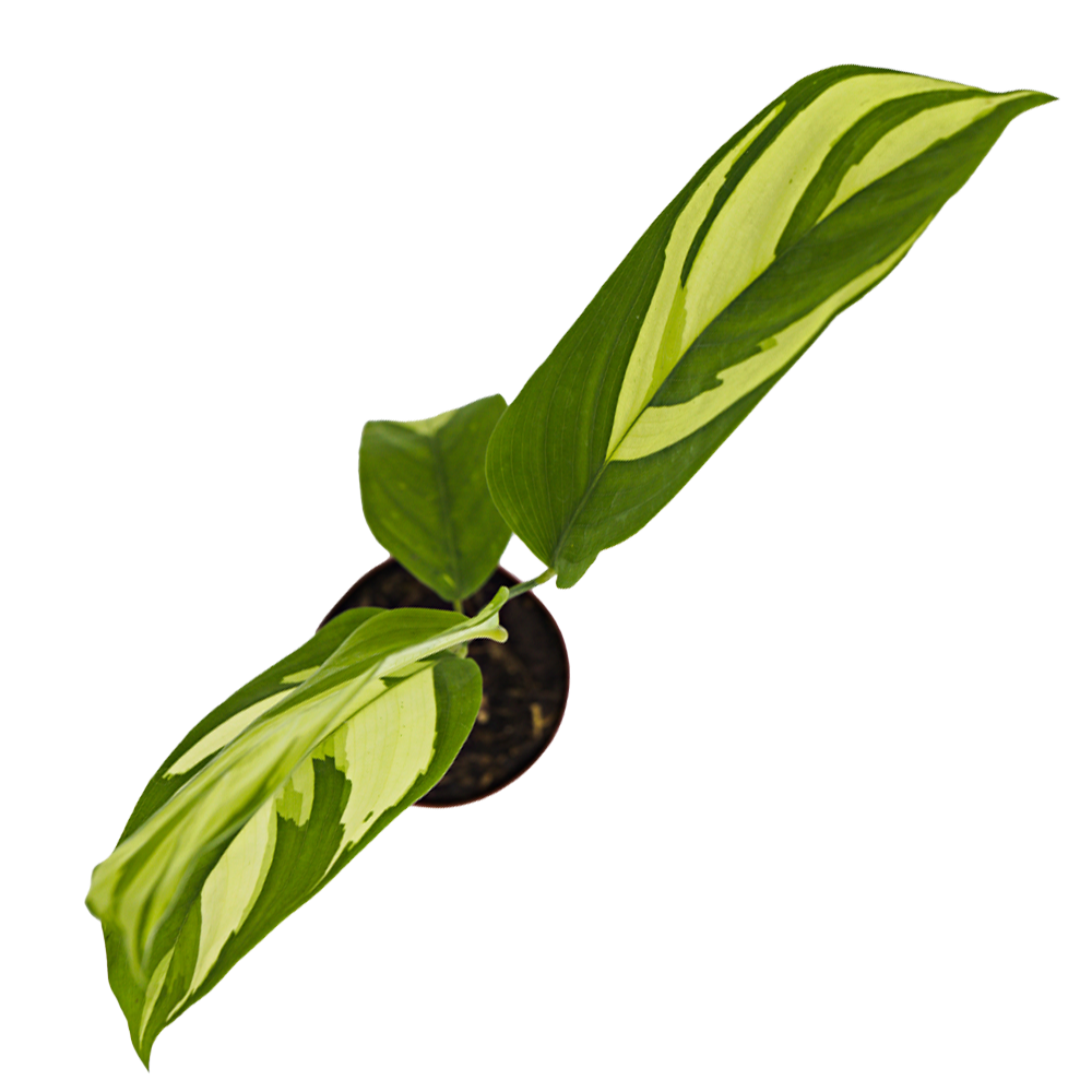 ReptiFauna Assorted Calathea