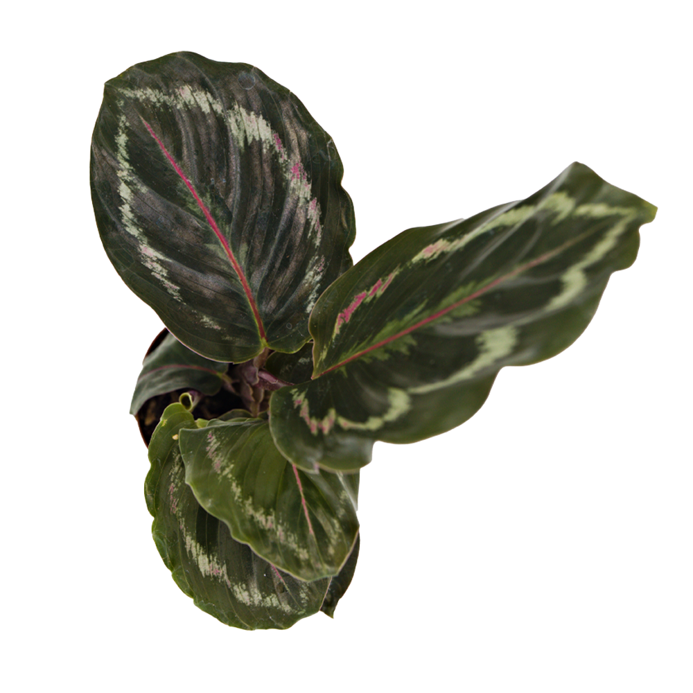 ReptiFauna Assorted Calathea