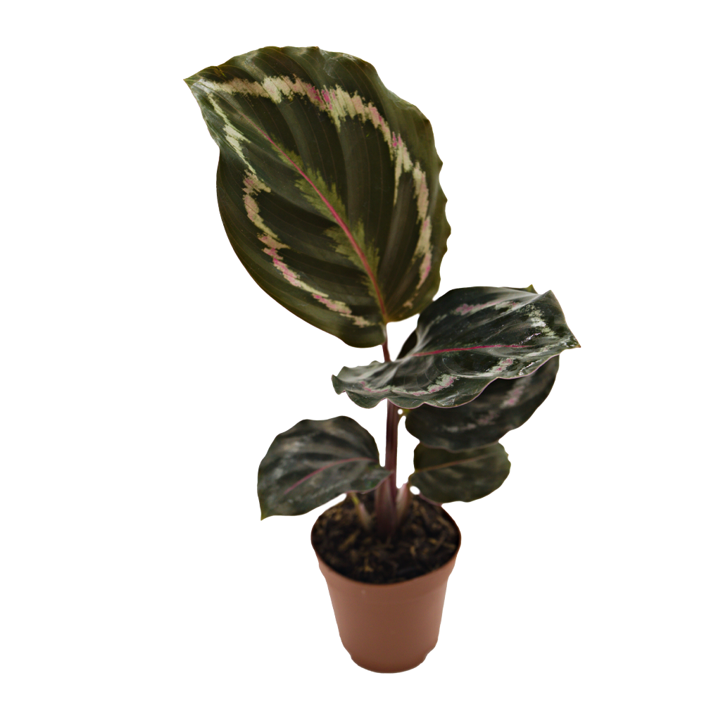 ReptiFauna Assorted Calathea