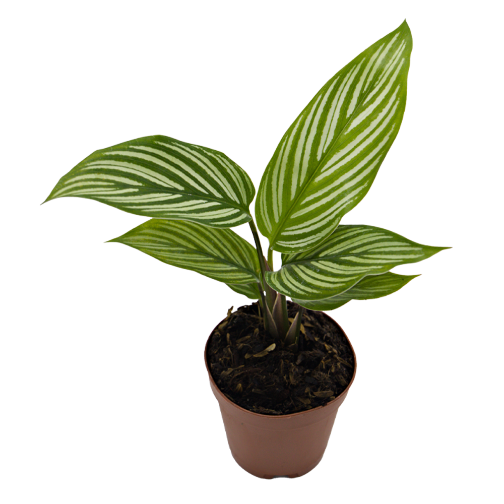 ReptiFauna Assorted Calathea