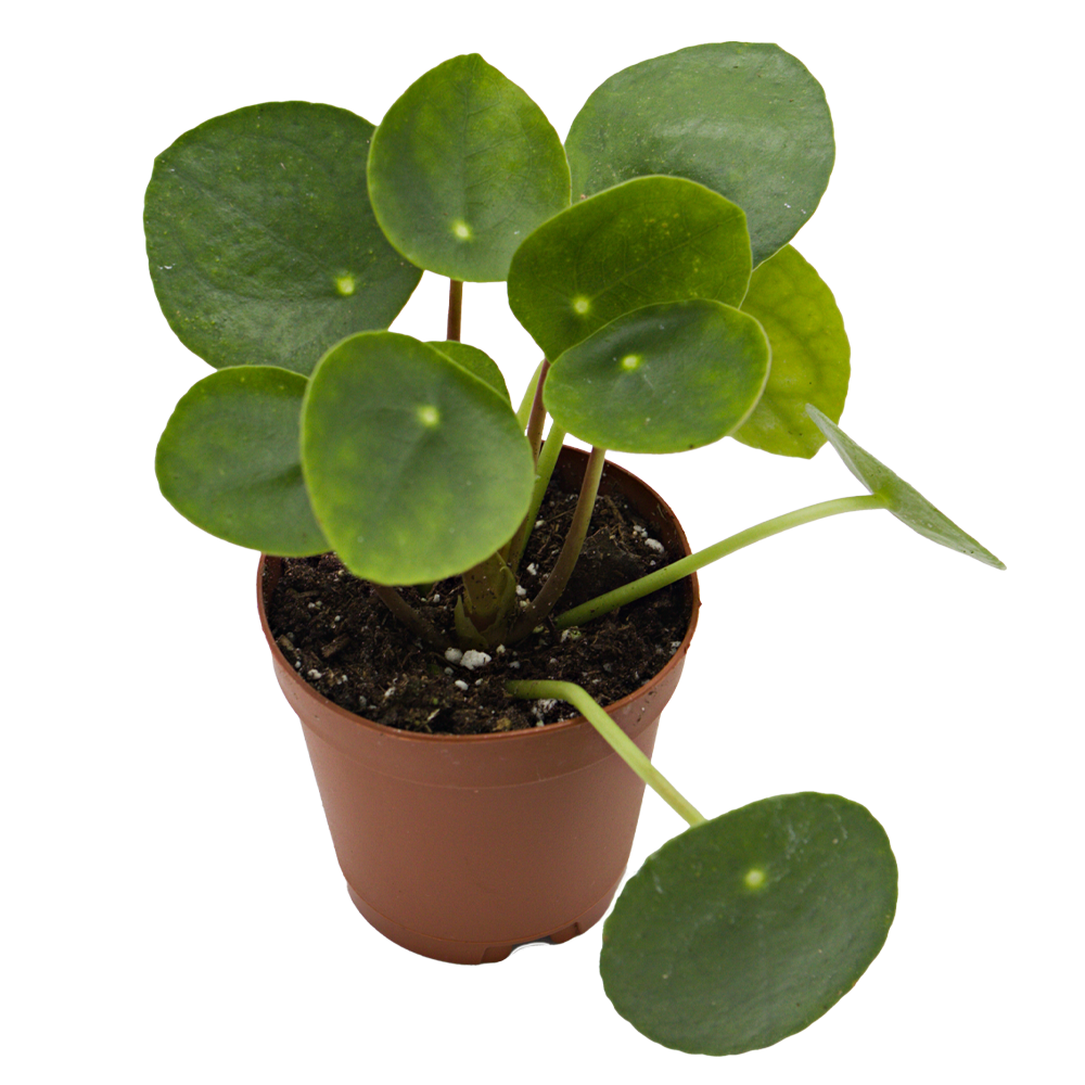 ReptiFauna Chinese Money Plant