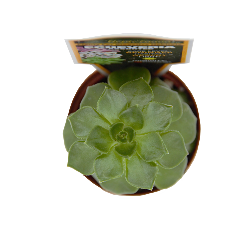 ReptiFauna Assorted Echeveria
