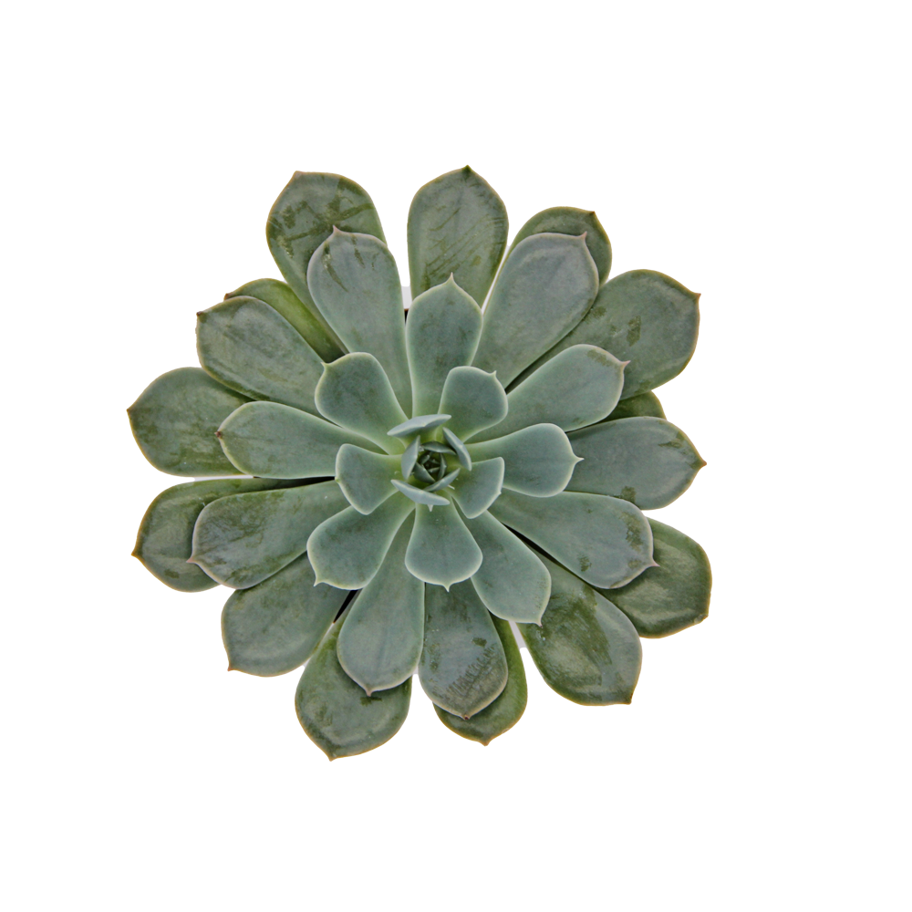 ReptiFauna Assorted Echeveria
