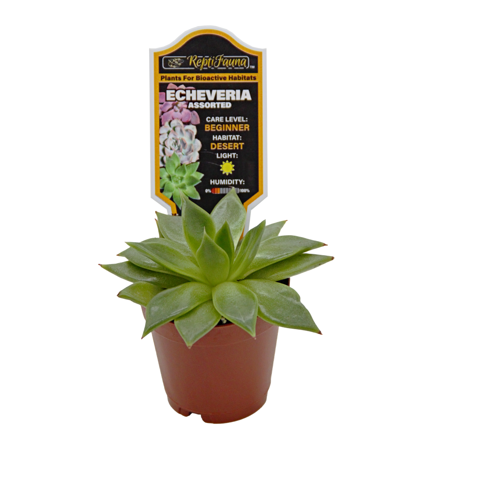 ReptiFauna Assorted Echeveria