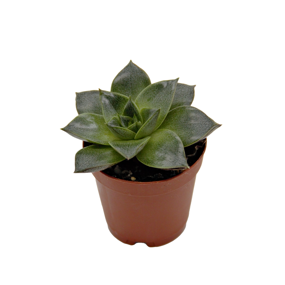 ReptiFauna Assorted Echeveria