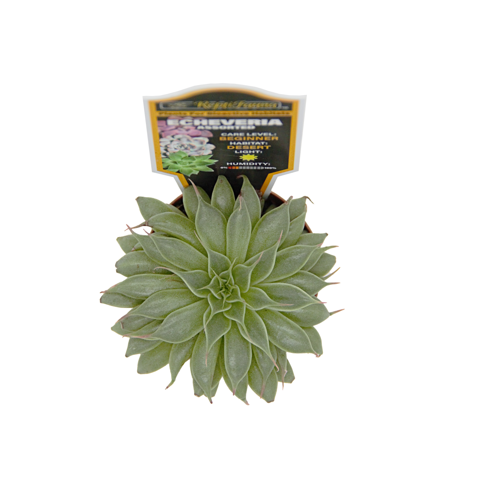ReptiFauna Assorted Echeveria