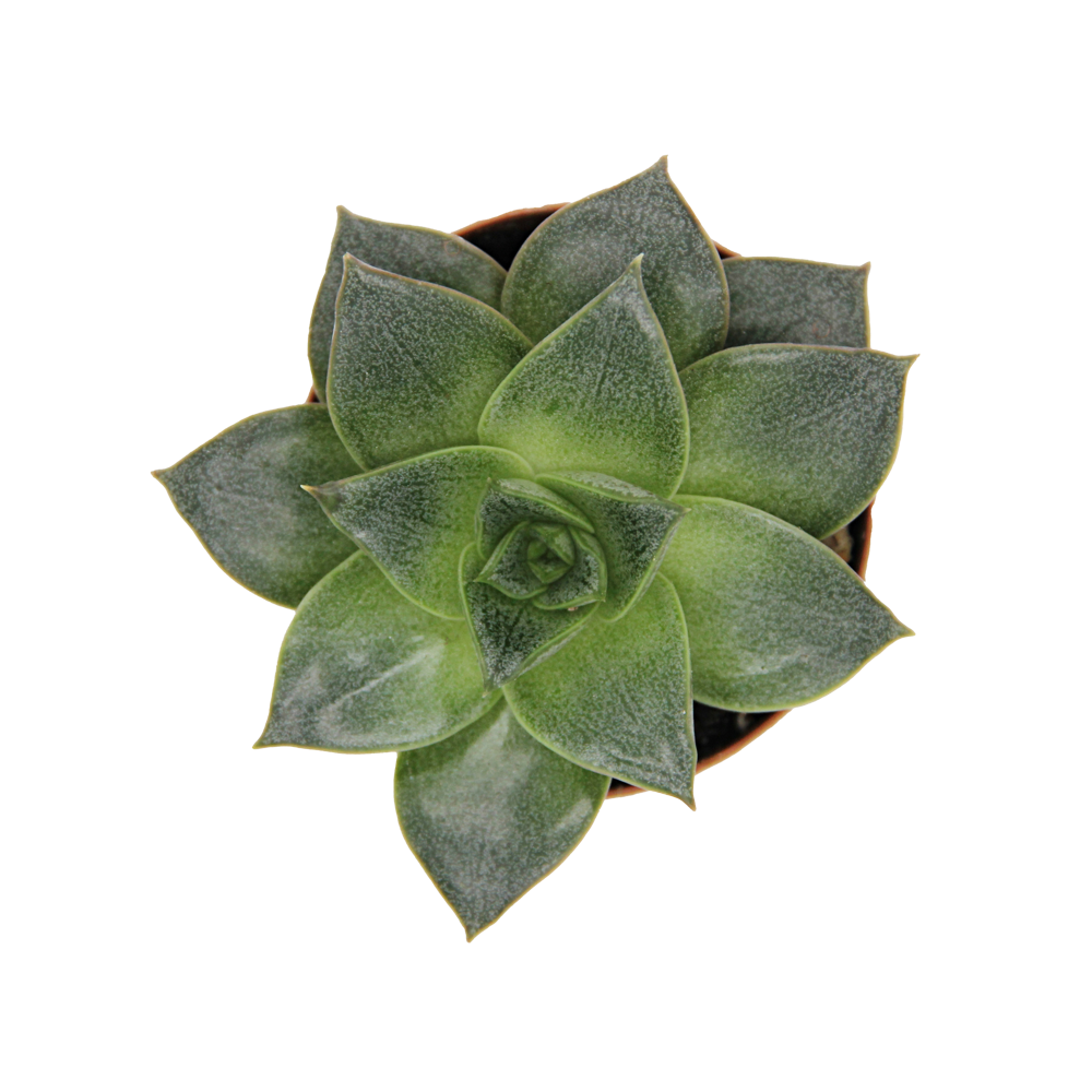 ReptiFauna Assorted Echeveria