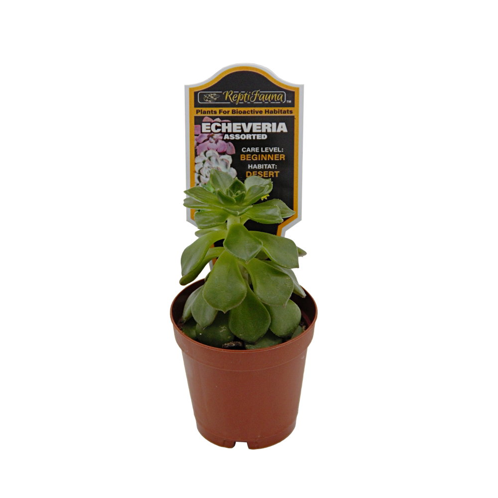 ReptiFauna Assorted Echeveria