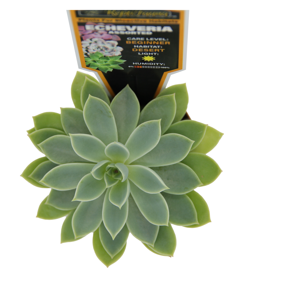 ReptiFauna Assorted Echeveria