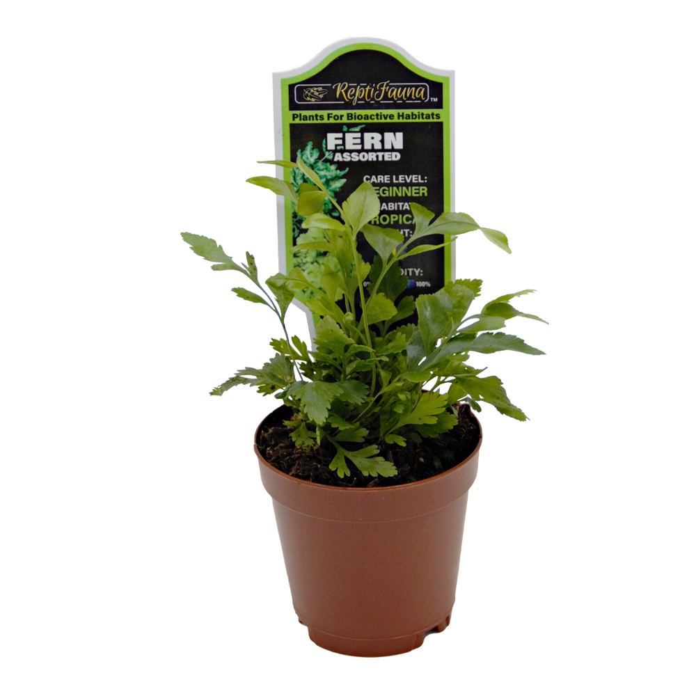 ReptiFauna Assorted Fern