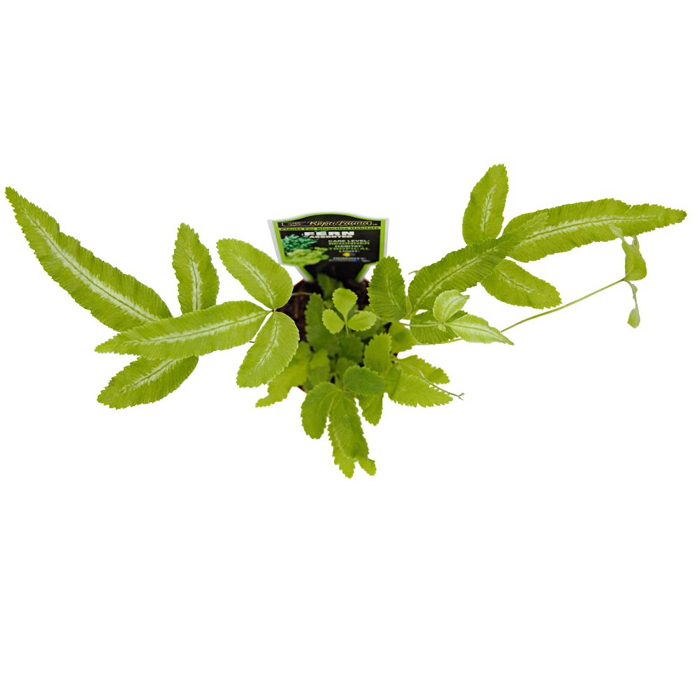 ReptiFauna Assorted Fern