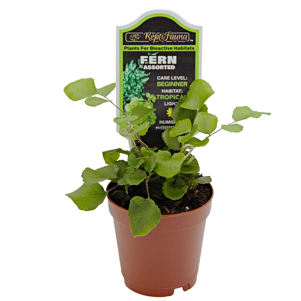 ReptiFauna Assorted Fern