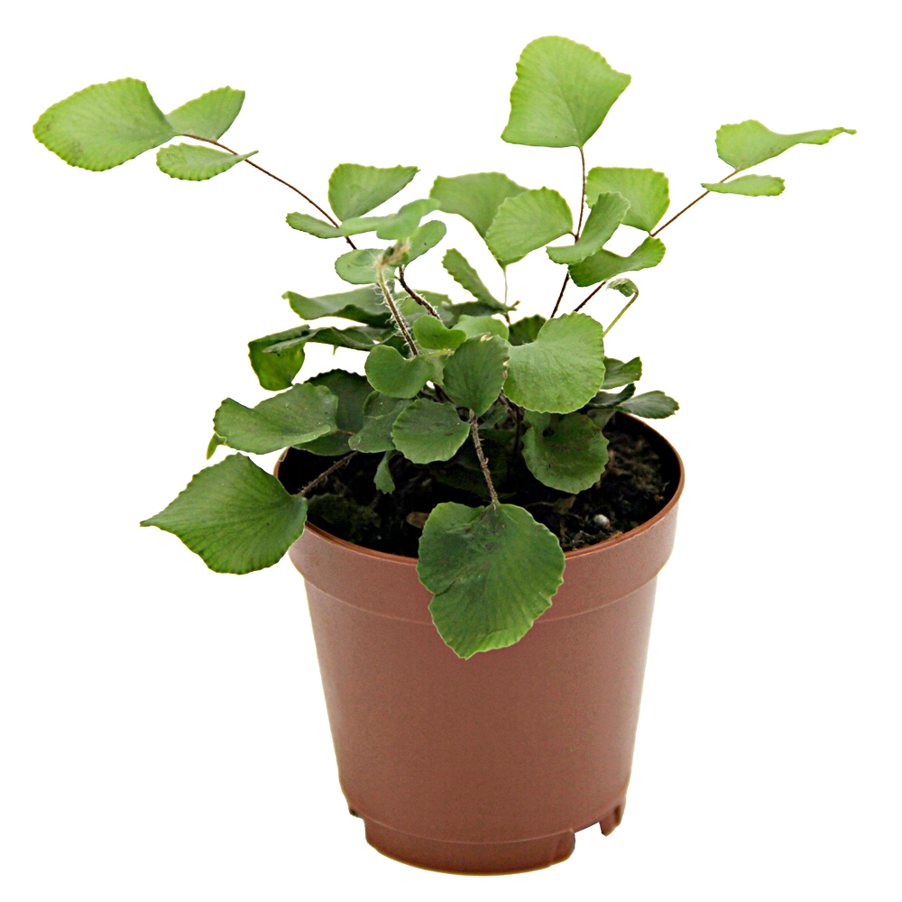 ReptiFauna Assorted Fern
