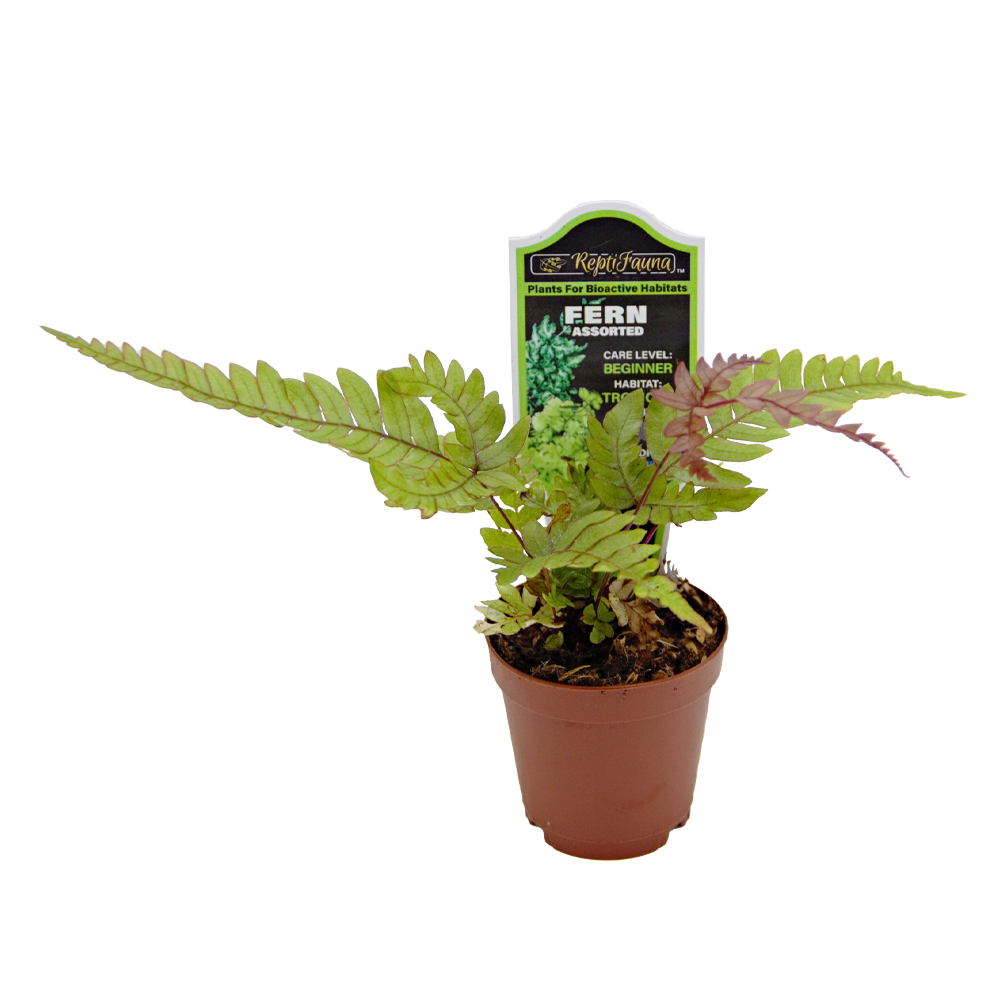 ReptiFauna Assorted Fern