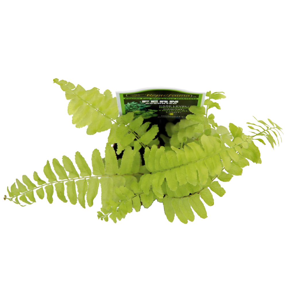 ReptiFauna Assorted Fern