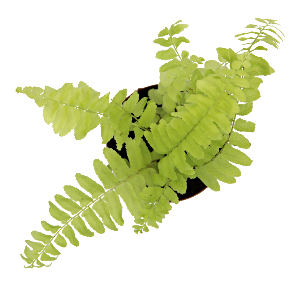 ReptiFauna Assorted Fern